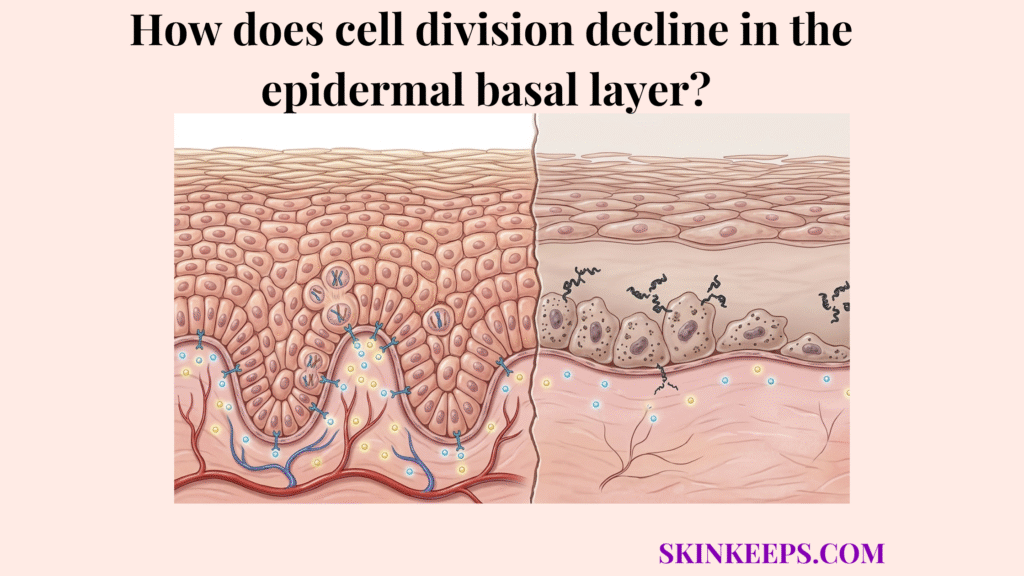Cell division decline in the epidermal basal layer