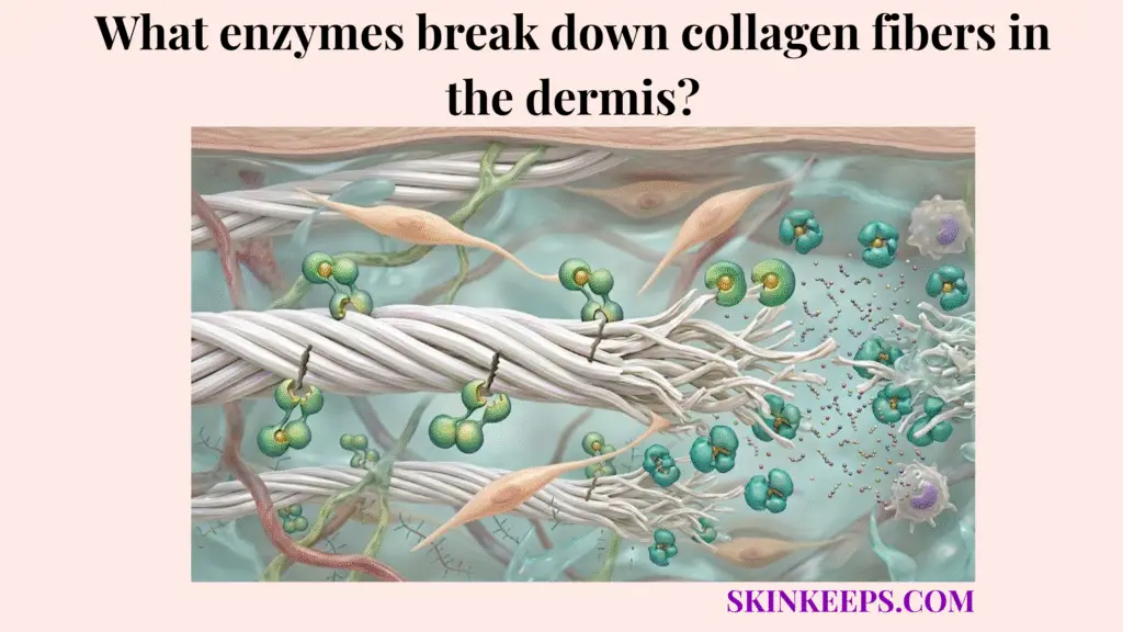 Enzymes break down collagen fibers in the dermis
