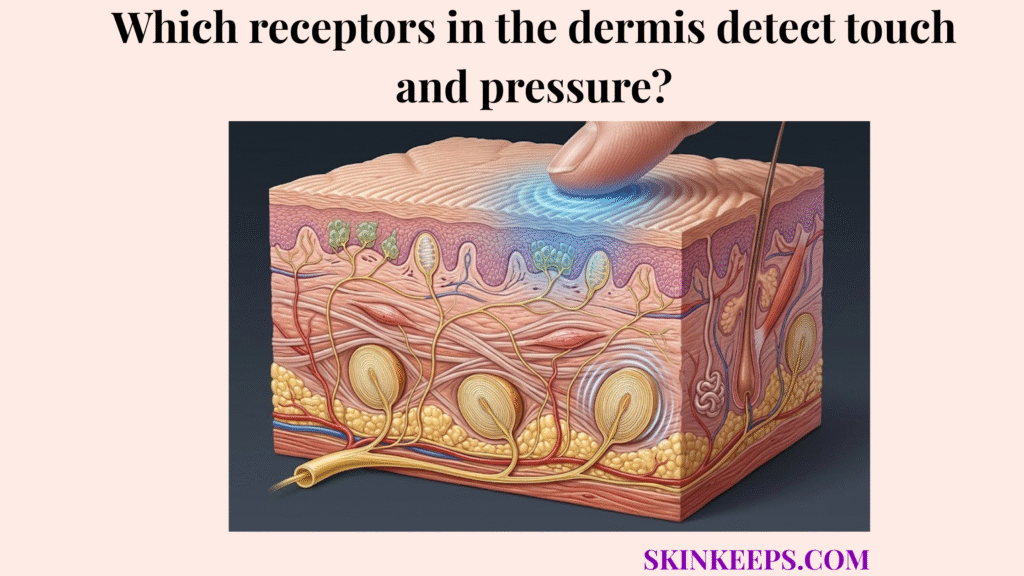 Receptors in the dermis detect touch and pressure