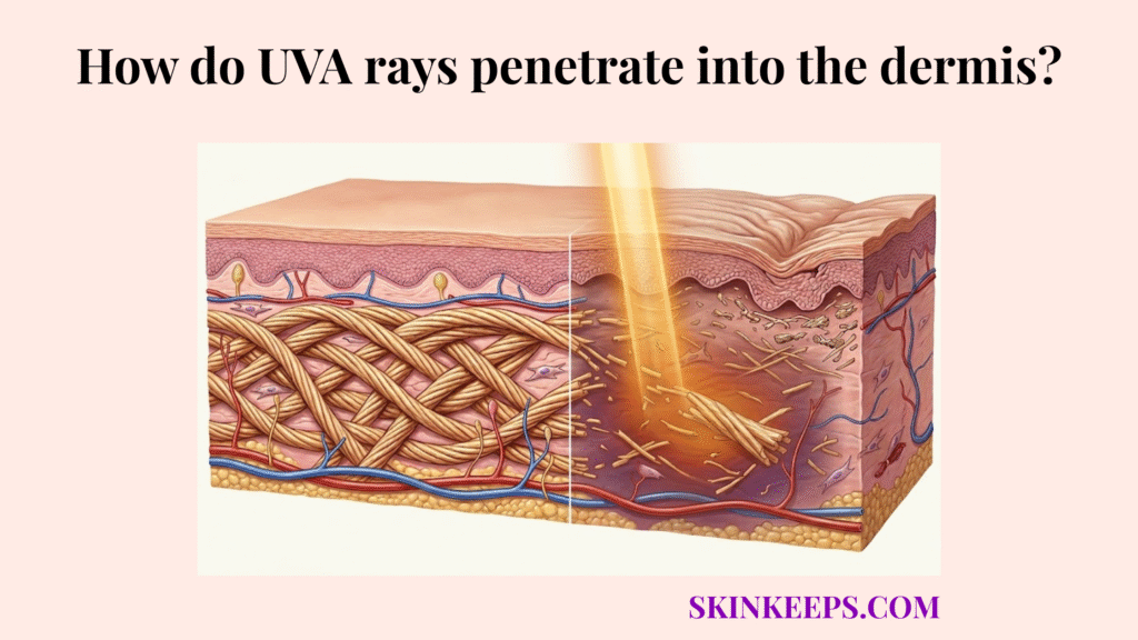 UVA rays penetrate into the dermis