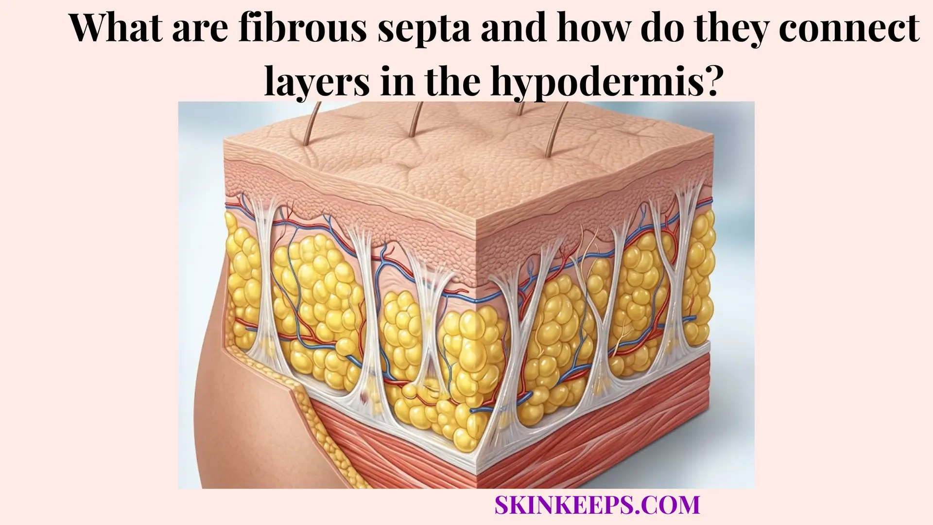 What are fibrous septa and how do they connect layers in the hypodermis