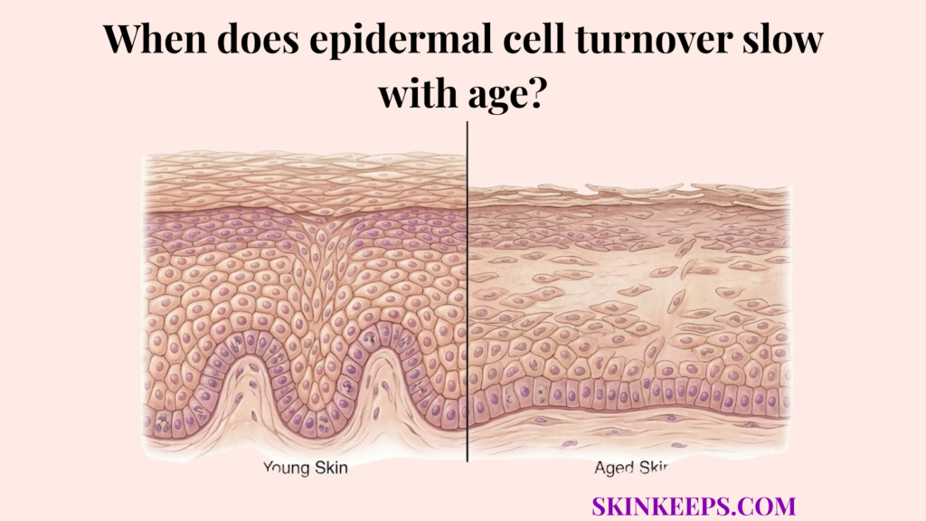 epidermal cell turnover slow with age
