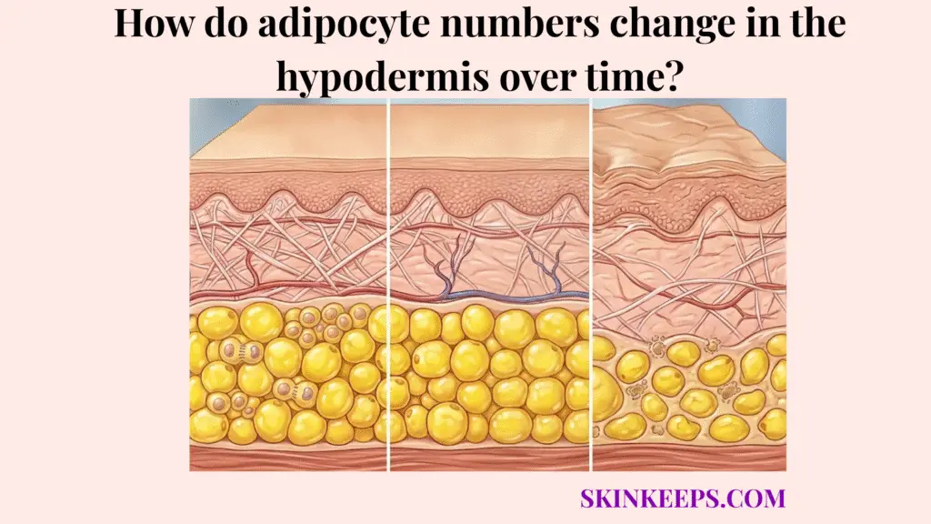 adipocyte numbers change in the hypodermis over time