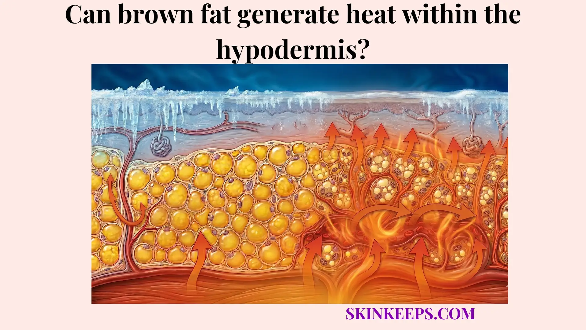 brown fat generate heat within the hypodermis