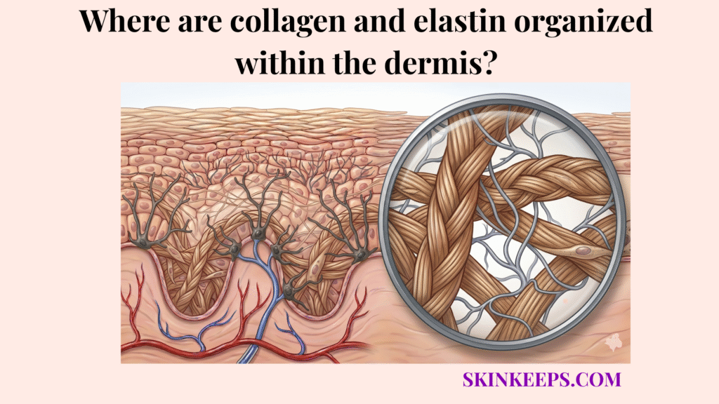 collagen and elastin organized within the dermis