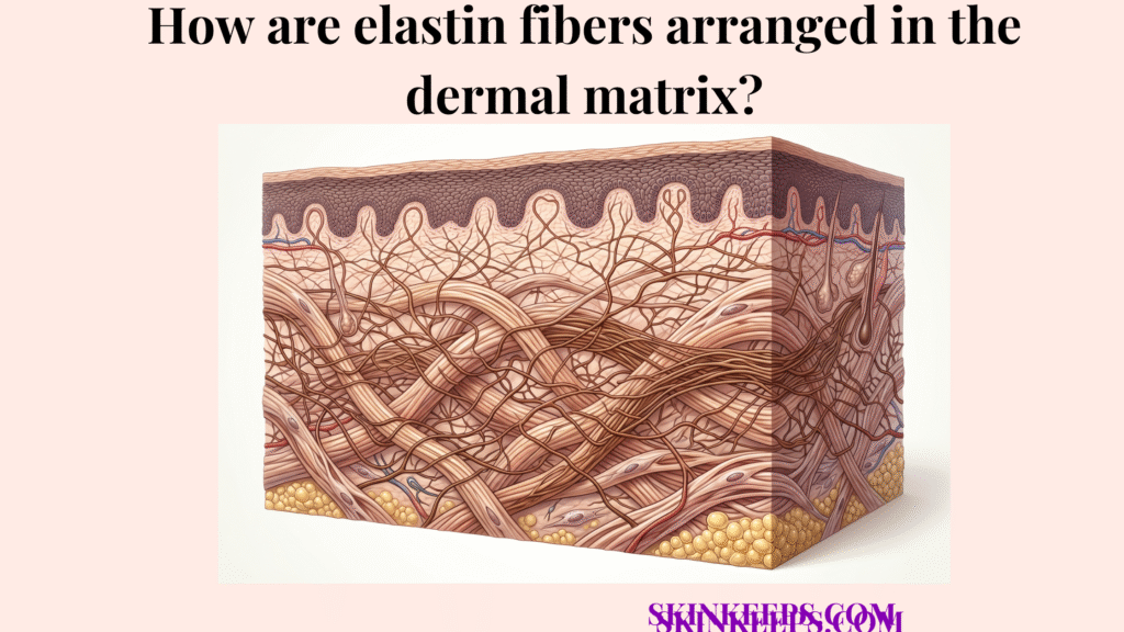 elastin fibers arranged in the dermal matrix