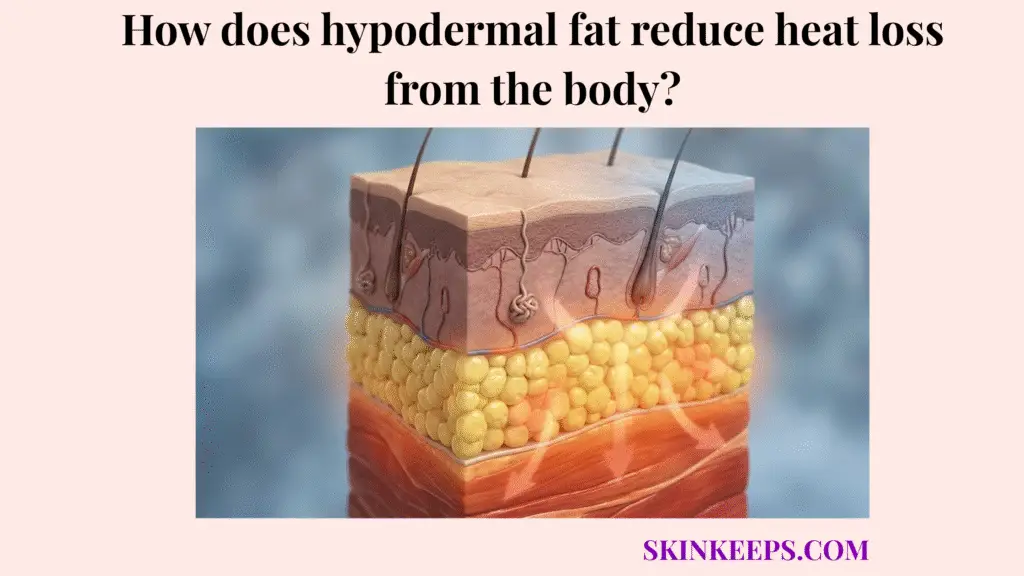 hypodermal fat reduce heat loss from the body