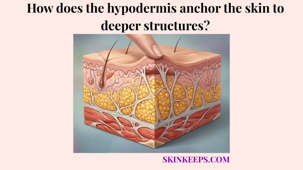 hypodermis anchor the skin to deeper structures