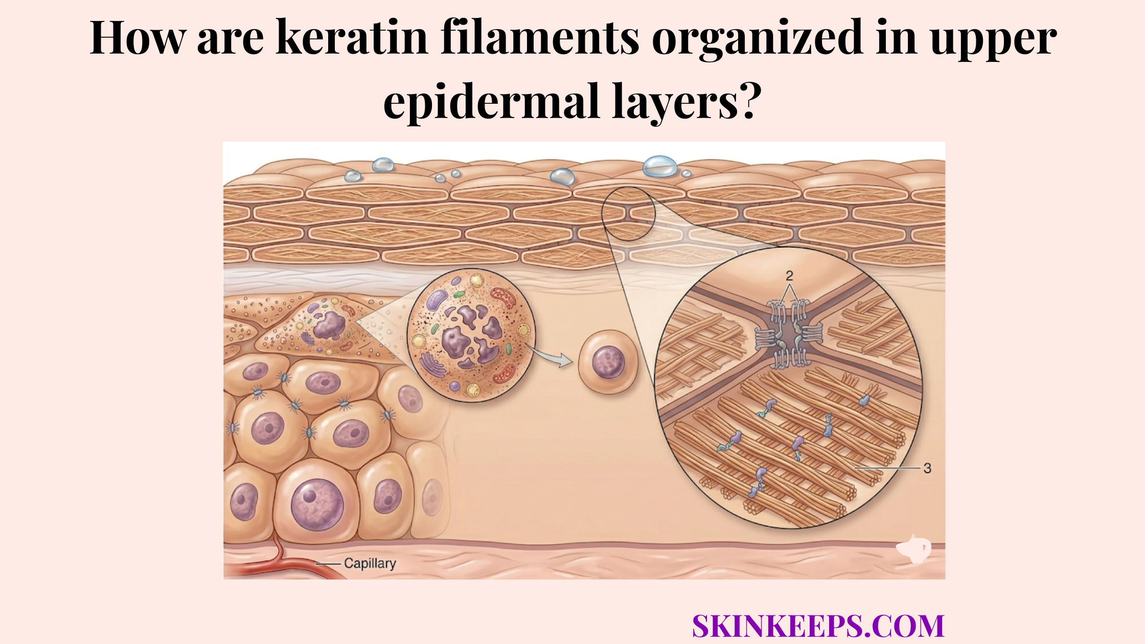 keratin filament organization