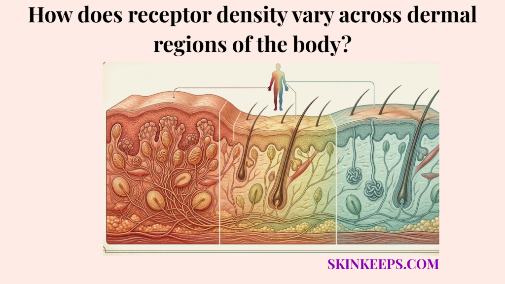 receptor density vary across dermal regions of the body