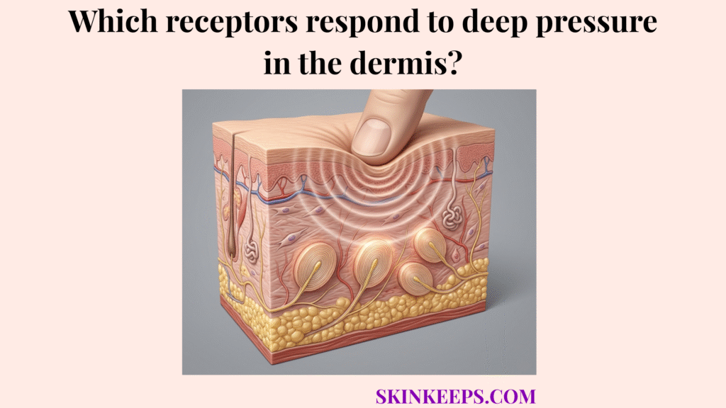 receptors respond to deep pressure in the dermis