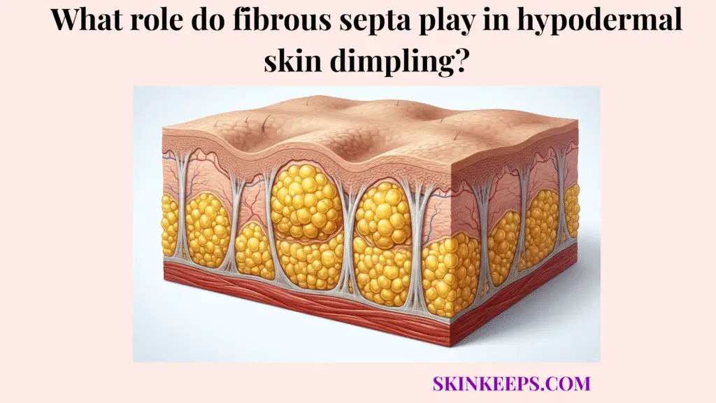 role do fibrous septa play in hypodermal skin dimpling