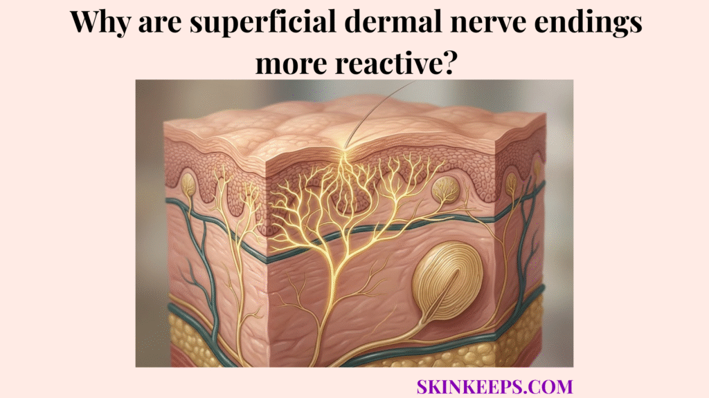 superficial dermal nerve endings more reactive